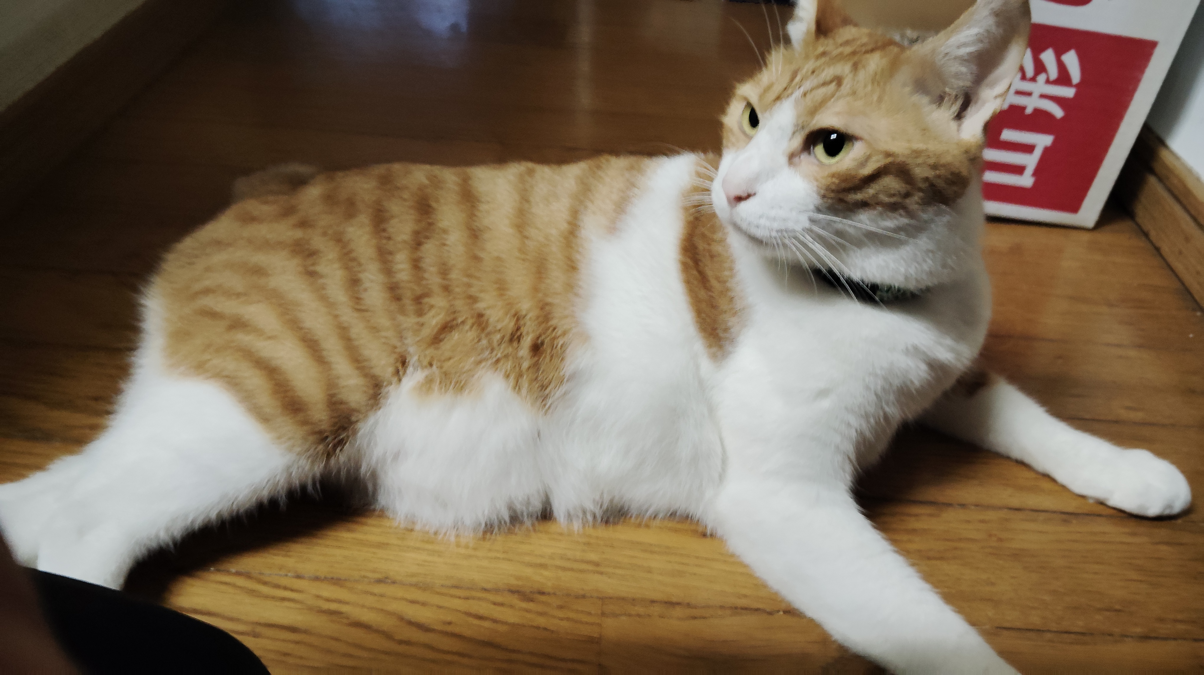 angrycat
