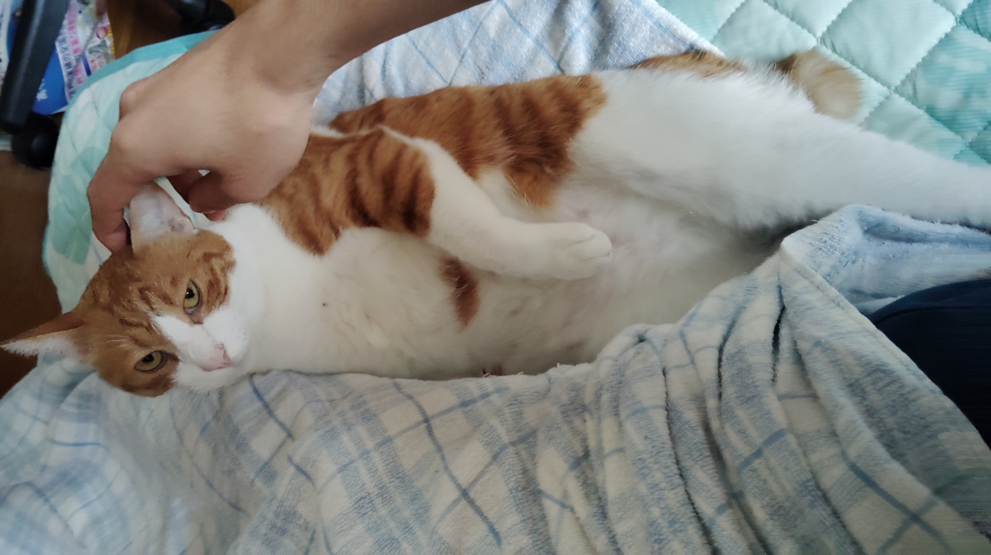 cccat