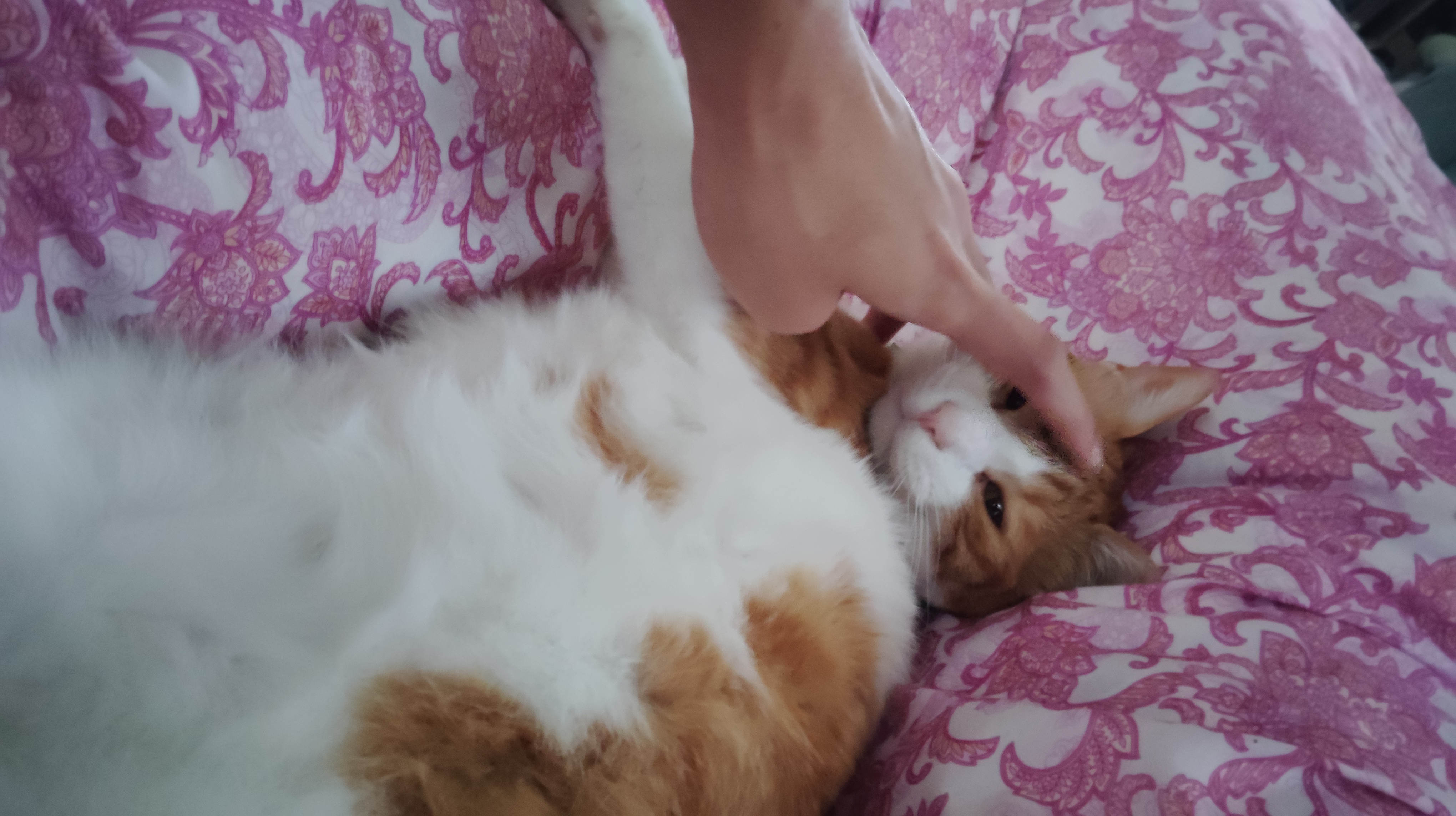 mycat